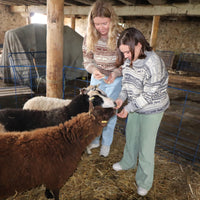 Koigu Sheep Sweater Kit