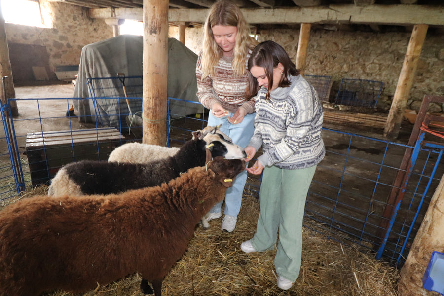 Koigu Sheep Sweater Kit